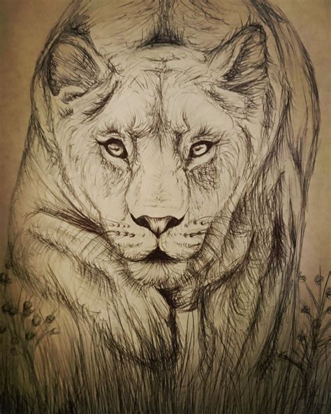 Lioness Drawing In Biro Pen ♥ Lazer Cut Biro Lioness Meaningful