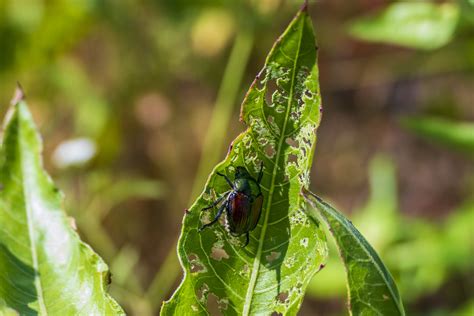 7 Effective Japanese Beetle Control Methods The Bug Agenda