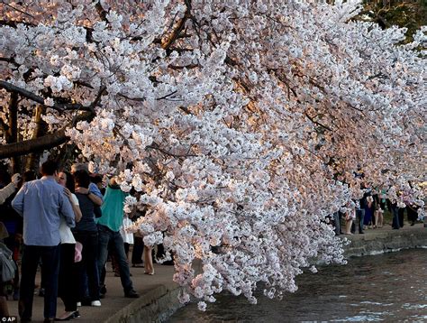 Cherry Blossoms Hit Peak Bloom In Washington Dc Daily Mail Online