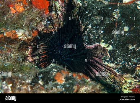 Sea Urchin Diadema Antillarum Diadematidae Tenerife Canarian