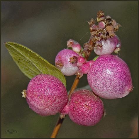 Blushing Snowberries Thanks To All Who Been Writing Mails Flickr