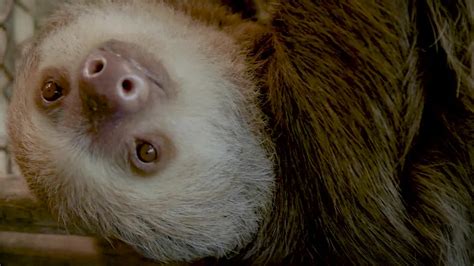 International Sloth Day Celebrates The Slow Moving Creatures