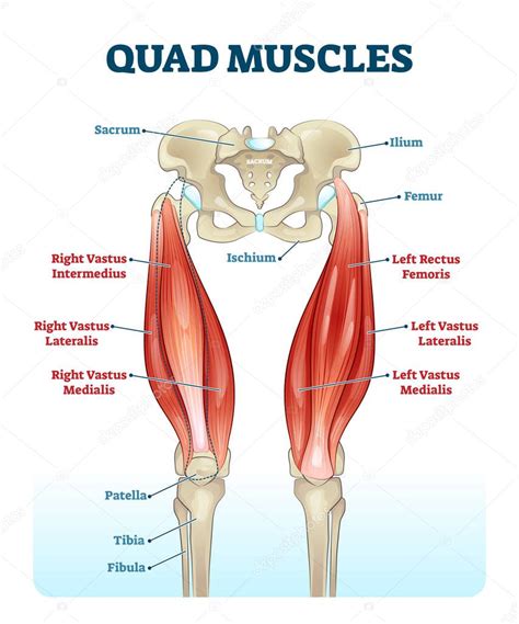 Quad Leg Muscles Anatomy Labeled Diagram Vector Illustration Fitness