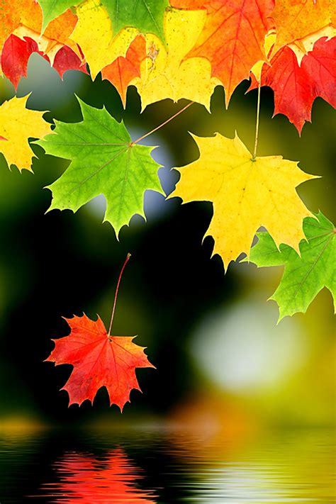Download 98 Autumn Leaves Iphone Wallpaper Hd Foto Terbaik Postsid