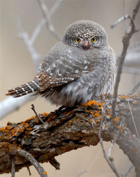 Garden Style Living — Lmoses63 Northern Pygmy Owls Photo