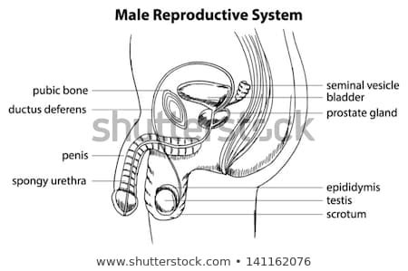 3d model of a human male body from the front and back. Male Reproductive System Stock Photos, Images, & Pictures ...