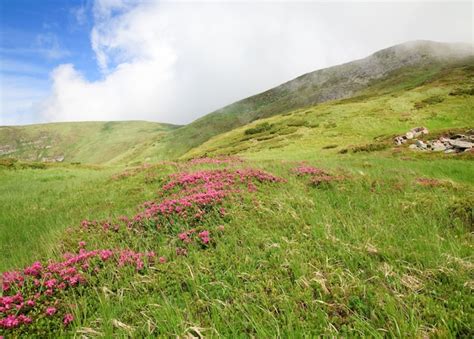 Premium Photo Pink Rhododendron Flowers On Summer Mountainside