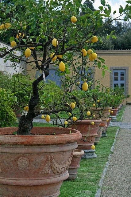 Potted Lemon Trees Villa Medici Di Castello Tuscany Italy