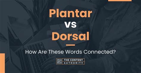 Plantar Vs Dorsal How Are These Words Connected