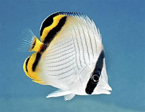 Chaetodon Vagabundus Monaco Nature Encyclopedia