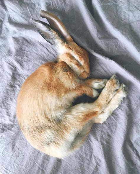 sweet dreams cutie bunny rabbit rabbit bunny