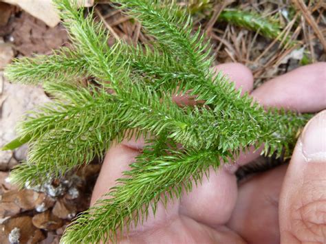 Transformational Gardening Running Clubmoss Running Ground Pine