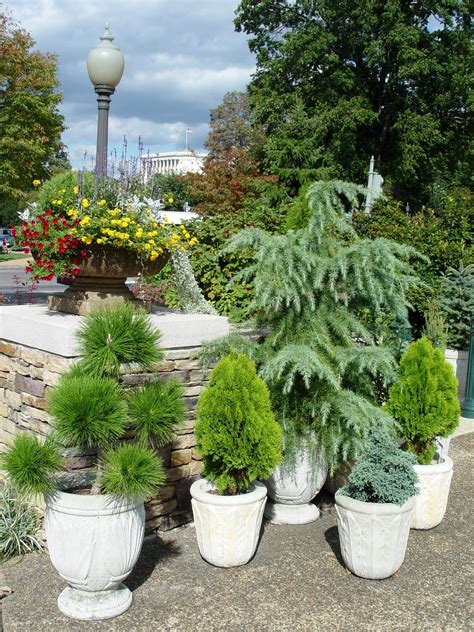 Best Evergreen Plants For Patio Pots Patio Ideas