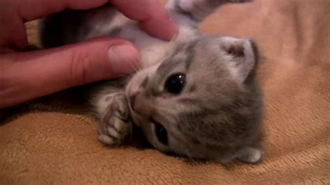 Adorable Baby Kittens Day 17 Cutest Video Ever Really Youtube