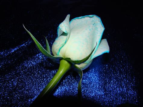 New White Rose Flowers Wallpapers Entertainment Only