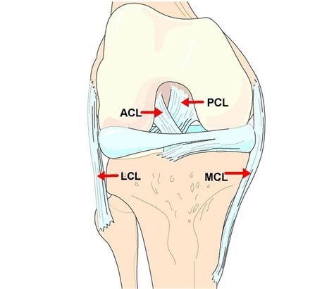 Knee diagram tendons, download this wallpaper for free in hd resolution. ACL Answers from a Vail KNEE DOCTOR: ACL Injuries, Surgery ...