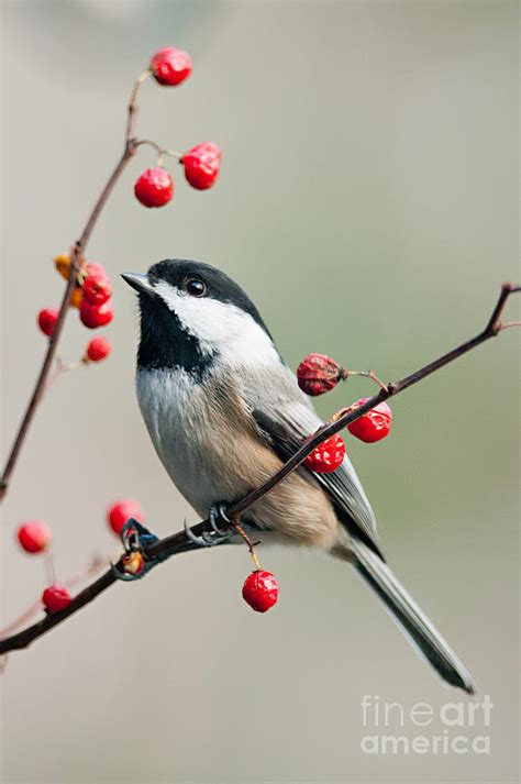 Black Capped Chickadee On Berry Branch Photograph By Jean A Chang