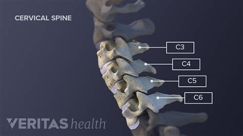Cervical Vertebrae Spine Health