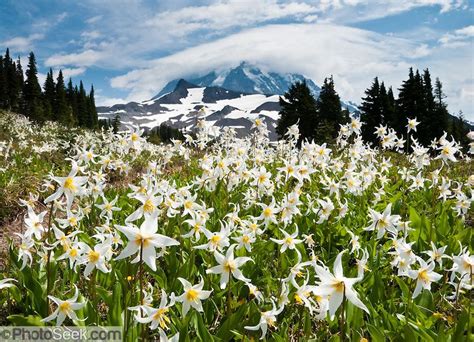 White Avalanche Lily In Spray Park Mount Rainier National Park