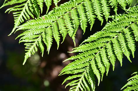 70 Fern Hd Wallpapers And Backgrounds