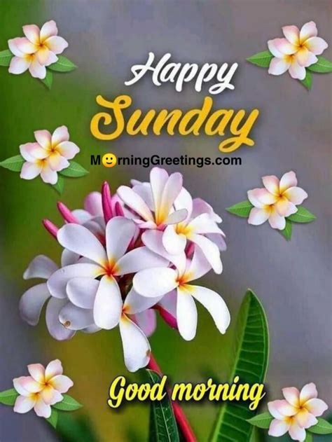 50 Good Morning Happy Sunday Images Morning Greetings Morning Quotes And Wishes Images Happy