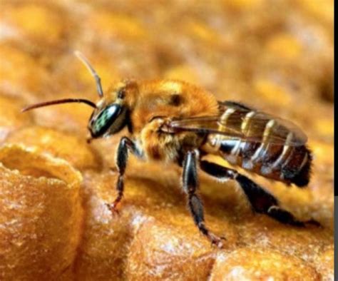 Como A Polinização Está Relacionada Com A Segurança Alimentar Mundial