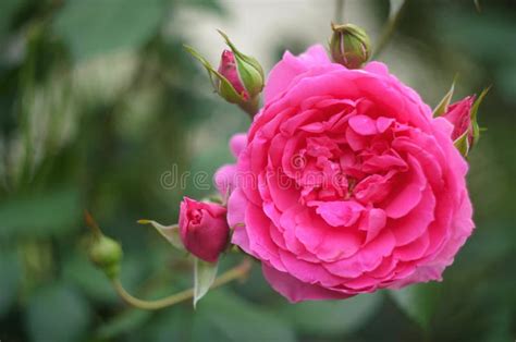 Beautiful Pink China Rose In Spring In The Garden Stock Photo Image