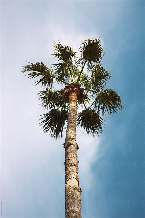 Palm Tree Del Colaborador De Stocksy B And J Stocksy