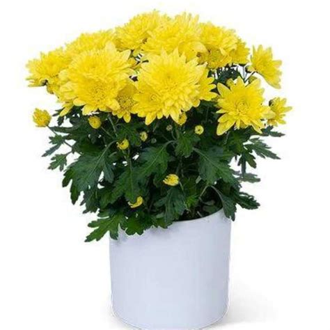 Chrysanthemum Spp Guldaudi Guldavari Any Color Plant Wild Roots