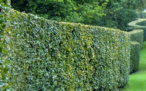 Advice on how to plant a hedge - Country Life
