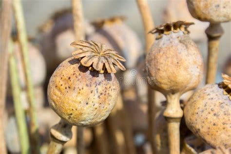 Dried Poppy Head Opium Drugs Plant Stock Image Image Of Black Nature 83388697