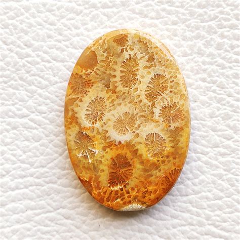 Fossil Coral Cabochon 45 Carat 38x26x5 Mm Oval Shape Natural Etsy