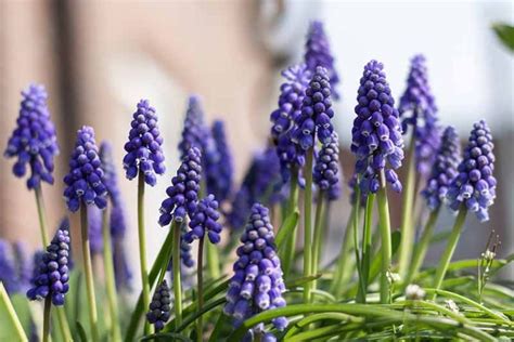 How To Grow And Care For Grape Hyacinth Muscari