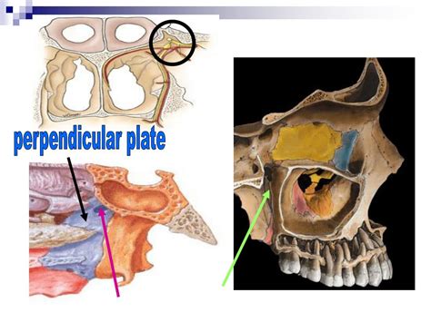 Ppt Nasal Cavity And Pterygopalatine Fossa Powerpoint Presentation