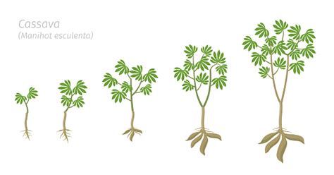 Tahapan Pertumbuhan Tanaman Singkong Ditetapkan Manihot Esculenta