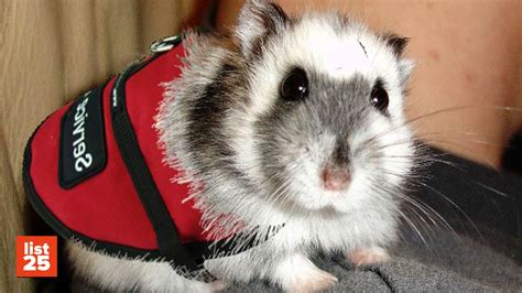 25 Strangest Pets To Be Used As Service Animals Youtube