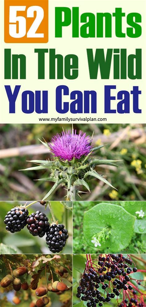 52 Wild Plants You Can Eat Wild Food Foraging Plants Edible Wild Plants