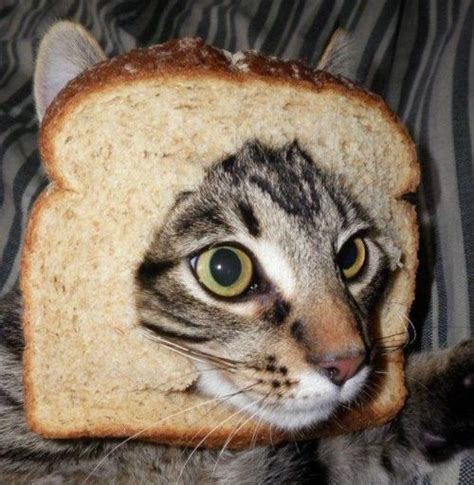 For Britan Entire Website Of Slices Of Bread Around Cats Slice Of