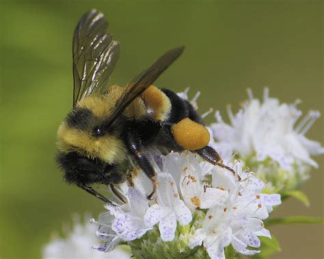 In A First Bumble Bee Is Listed As Endangered In Continental Us