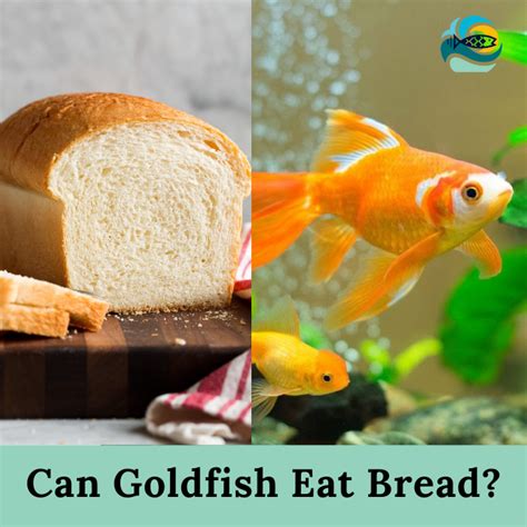 Can Goldfish Eat Bread Is It Dangerous For Goldfish