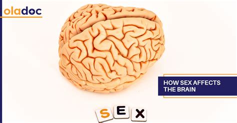 How Sex Affects The Brain Healthy Lifestyle Free Nude Porn Photos
