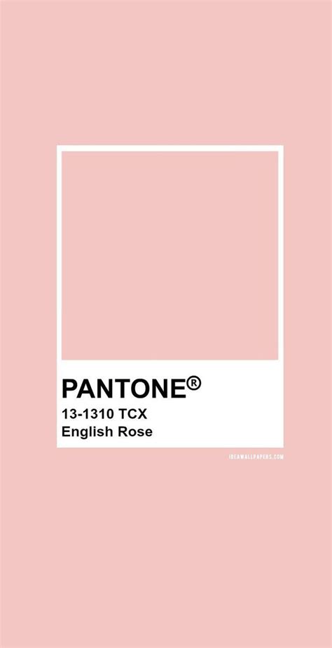 Pantone Misty Rose Color Wyvr Robtowner