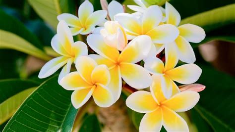 6 Manfaat Bunga Kamboja Untuk Kesehatan Dan Kecantikan