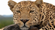 Revealing the Leopard | Leopard Facts | Nature | PBS