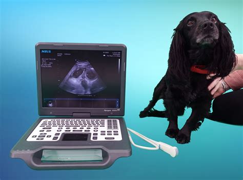 When Can You Scan A Pregnant Dog