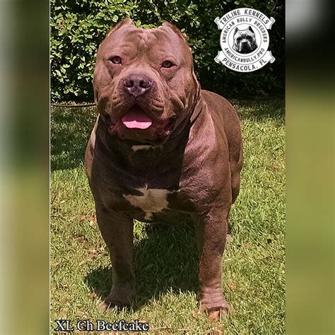 If it's puppy food you're after, we've got some great recommendations for your energetic and with the perfect balance of protein, minerals and immune system support, your xl bully will grow at a safe rate, with strong bones to support those. American Bully XL Champion Beefcake - TriLine Kennels