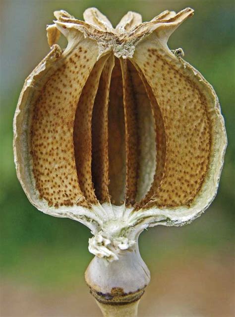 The Amazing Poppy Plant Grit