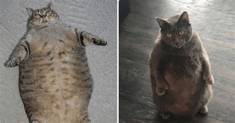 17 Thicc Kitties To Satisfy Your Caturday Urges Memebase