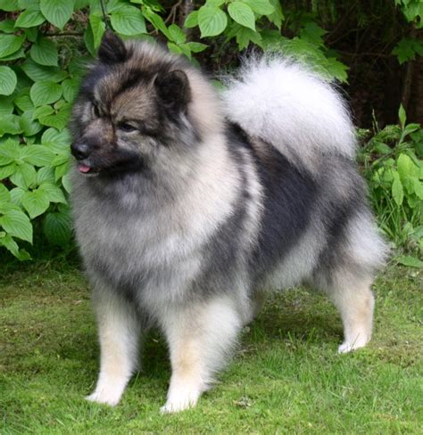 Keeshond Pictures Information Temperament Characteristics Rescue