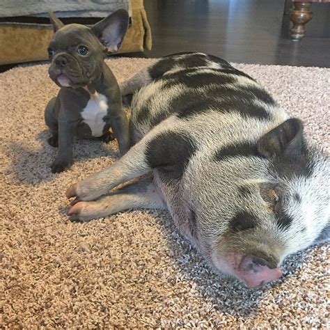This Rescue Piglet Befriends A French Bulldog Puppy Bored Panda